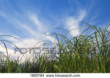Grasses against blue sky and clouds View Large Photo Image Picture - Grasses against blue sky and clouds . Fotosearch