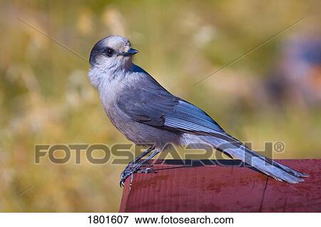 Stock Photo - Grey Jay or Whiskey Jack . Fotosearch