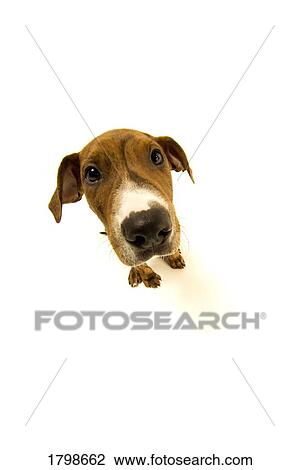 Stock Image - High angle view of a dog. Fotosearch