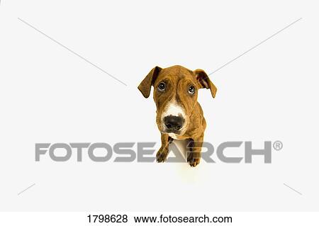 Stock Photo - High angle view of a dog. Fotosearch