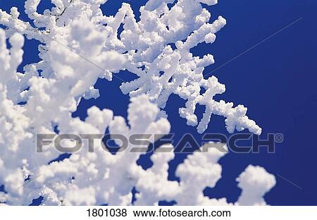 Stock Photo - Hoar Frost on branches against blue sky. Fotosearch