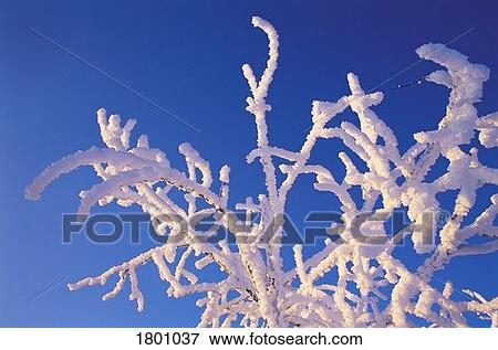 Hoar frost on tree branches against blue sky View Large Photo Image Stock Photo - Hoar frost on tree branches against blue sky. Fotosearch