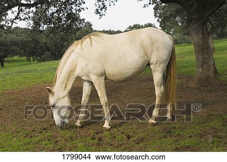 Picture - Horse grazing. Fotosearch