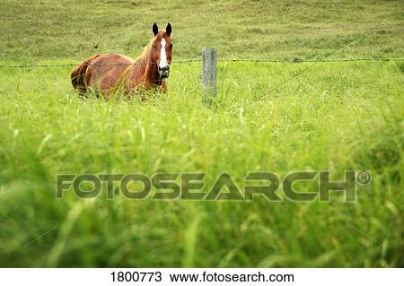 Stock Image - Horse in tall grass . Fotosearch