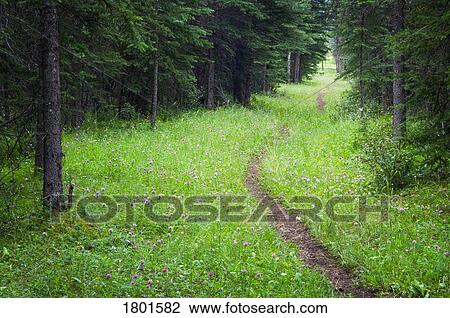 Stock Image - Horse trail on a mountain ranch . Fotosearch