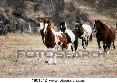 Horses galloping in a field View Large Photo Image Stock Image - Horses galloping in a field. Fotosearch