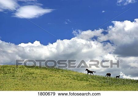 Horses galloping on hill View Large Photo Image Stock Photo - Horses galloping on hill. Fotosearch