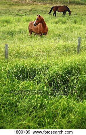 Stock Photo - Horses in tall grass . Fotosearch