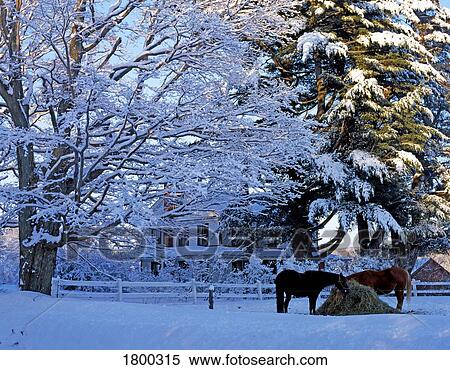 Stock Photography - Horses in winter scene. Fotosearch