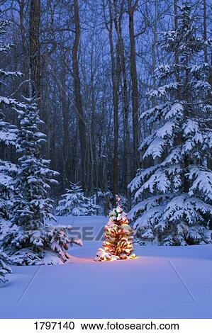 Stock Image - Illuminated Christmas tree in a forest. Fotosearch