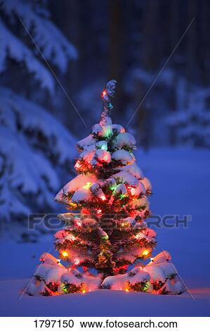 Stock Image - Illuminated Christmas tree in a forest. Fotosearch