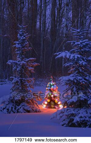 Stock Photo - Illuminated Christmas tree in a forest. Fotosearch