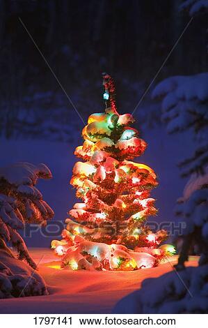 Stock Image - Illuminated tree . Fotosearch