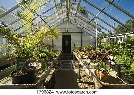 Inside a greenhouse View Large Photo Image Picture - Inside a greenhouse. Fotosearch
