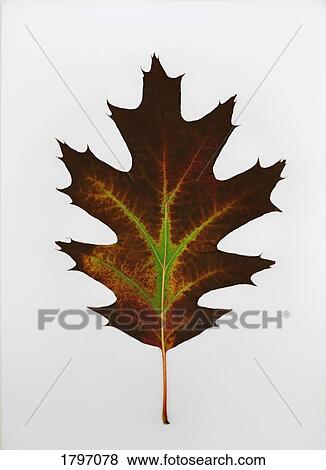 Stock Photo - Leaf . Fotosearch
