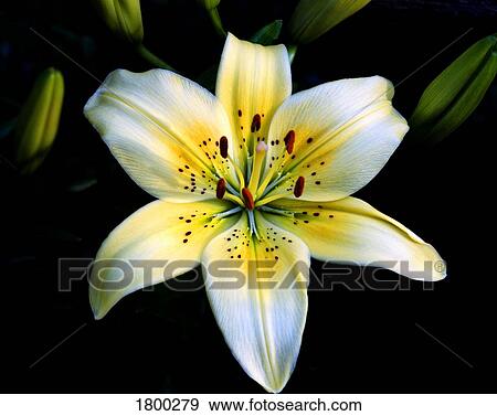 Lily View Large Photo Image Stock Photo - Lily. Fotosearch
