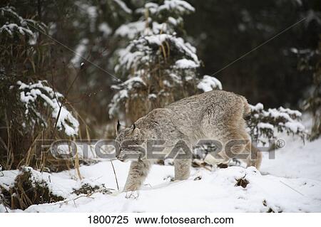 Lynx in the snow View Large Photo Image Stock Photography - Lynx in the snow. Fotosearch