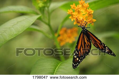 Stock Photo - Monarch butterfly. Fotosearch