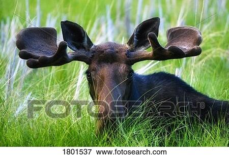 Stock Photo - Moose sitting in a green field of grass. Fotosearch