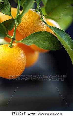 Oranges View Large Photo Image Stock Photo - Oranges. Fotosearch
