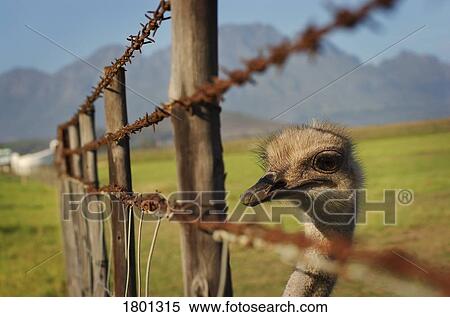 Stock Photography - Ostrich looking through barbed fence. Fotosearch