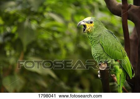 Parrot perched on a branch View Large Photo Image Stock Image - Parrot perched on a branch. Fotosearch