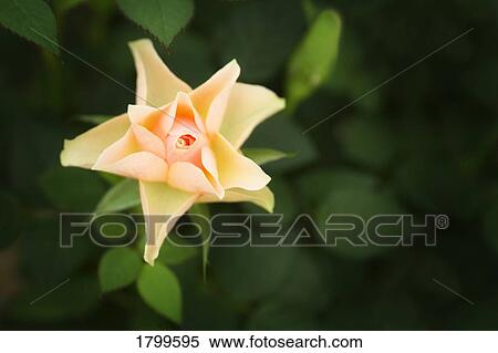 Stock Photography - Peach colored rose. Fotosearch