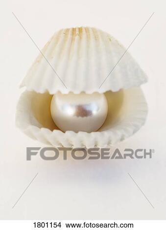 Pearl in a shell View Large Photo Image Picture - Pearl in a shell. Fotosearch