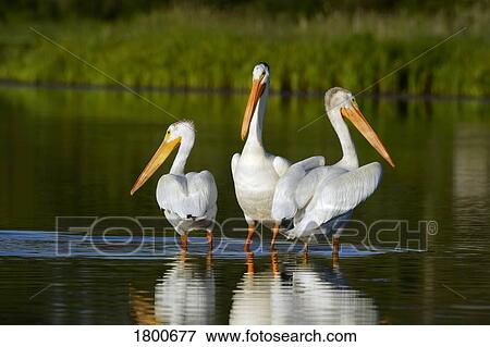 Stock Photo - Pelicans in the water. Fotosearch