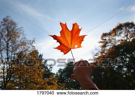 Person holding a maple leaf View Large Photo Image Stock Image - Person holding a maple leaf. Fotosearch