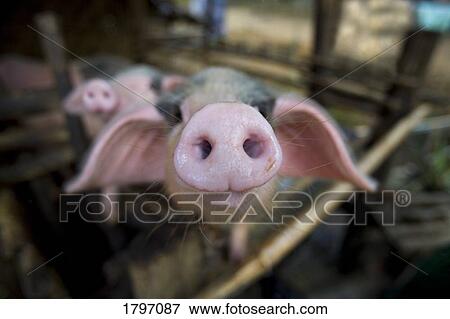 Stock Photo - Pig's snout. Fotosearch