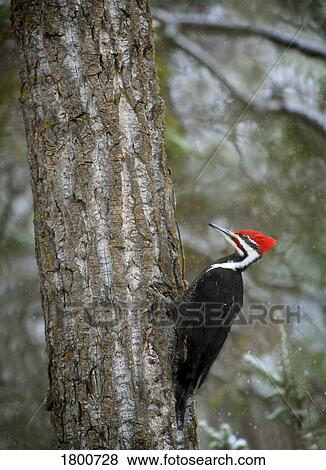Stock Photo - Pileated woodpecker. Fotosearch