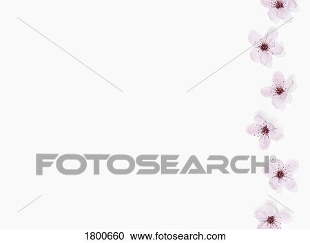 Stock Image - Pink flowers . Fotosearch