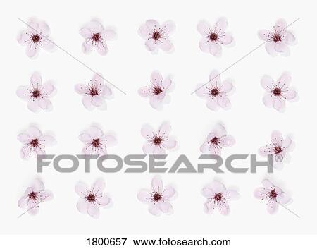 Pink flowers View Large Photo Image Stock Photo - Pink flowers. Fotosearch