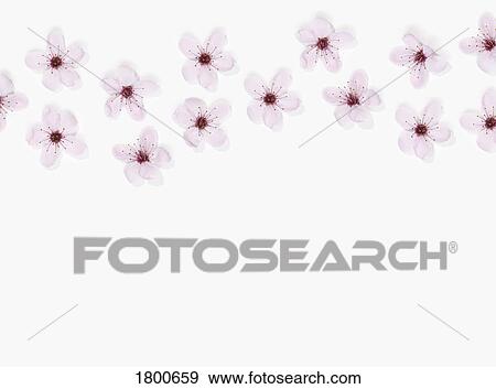 Stock Photo - Pink flowers. Fotosearch