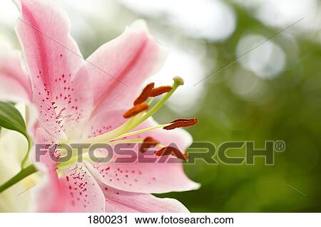 Stock Image - Pink Lily. Fotosearch
