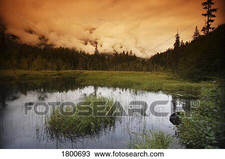 Stock Image - Pond in a forest. Fotosearch