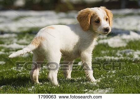 Puppy playing in the snow View Large Photo Image Stock Image - Puppy playing in the snow. Fotosearch