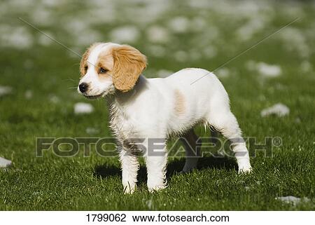 Stock Image - Puppy. Fotosearch