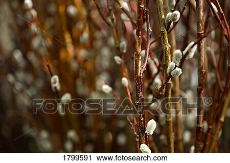 Pussy Willow branches View Large Photo Image Stock Image - Pussy Willow branches. Fotosearch