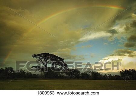 Stock Image - Rainbow over a field of trees. Fotosearch