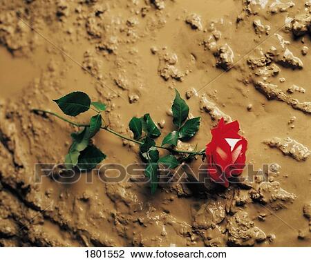 Stock Image - Red rose on the muddy ground. Fotosearch