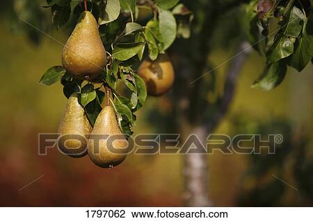 Stock Image - Ripening pears on a pear tree. Fotosearch