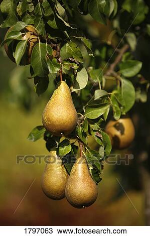 Stock Image - Ripening pears on a pear tree. Fotosearch