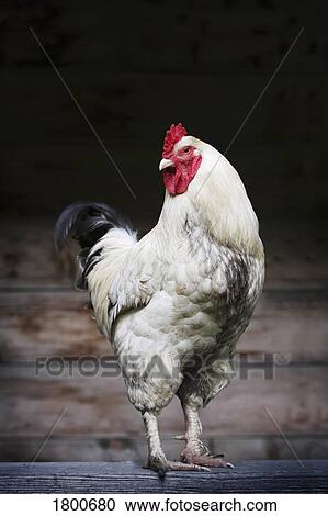 Stock Image - Rooster on a fence. Fotosearch