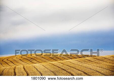 Rows on harvest field View Large Photo Image Stock Image - Rows on harvest field. Fotosearch