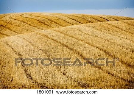 Stock Image - Rows on wheat field. Fotosearch