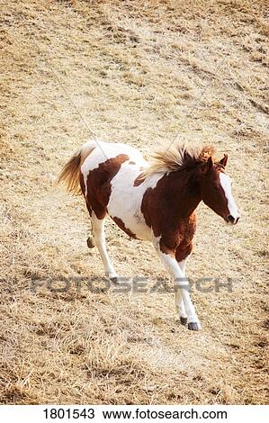 Stock Image - Running horse. Fotosearch