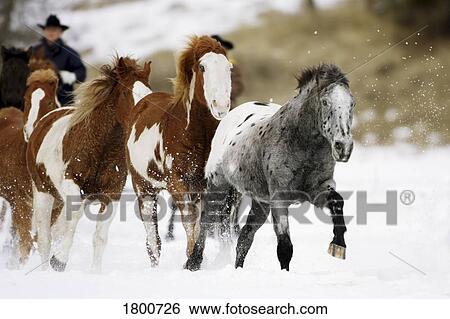 Running horses View Large Photo Image Stock Photograph - Running horses. Fotosearch