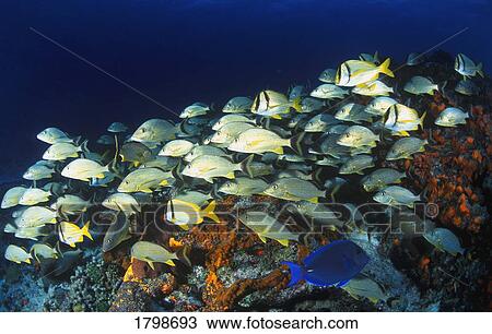 Stock Image - School of tropical fish in the Caribbean. Fotosearch